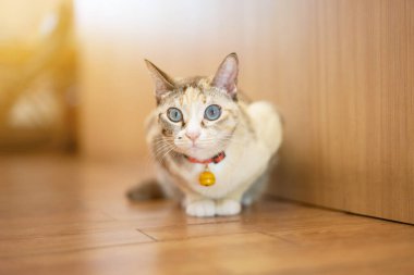 Tekir kedi uzanmış, başka tarafa bakıyor.