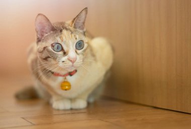 Tekir kedi uzanmış, başka tarafa bakıyor.