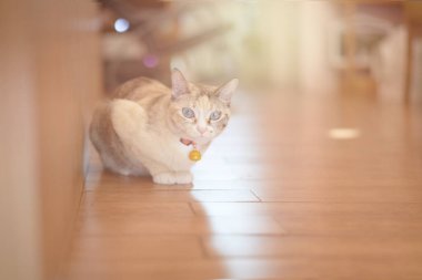 Tekir kedi uzanmış, başka tarafa bakıyor.