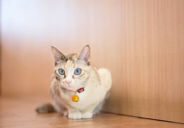 Tekir kedi uzanmış, başka tarafa bakıyor.