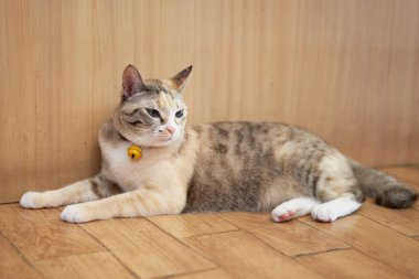 Tekir kedi uzanmış, başka tarafa bakıyor.