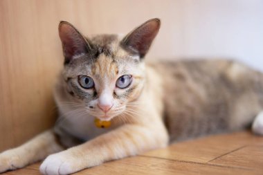 Tekir kedi yerde uyuyor. Kameraya bak.