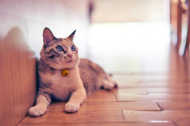 Tekir kedi yerde uyuyor. Yukarı bak.