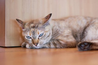 Tekir kedi uzanıyor. Uykulu görün.