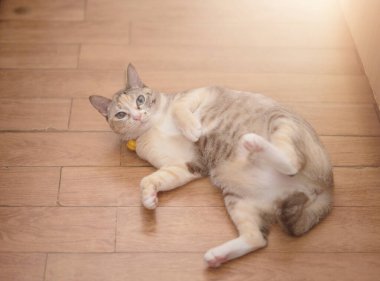 Tekir kedi uzanıyor. Kameraya bak.