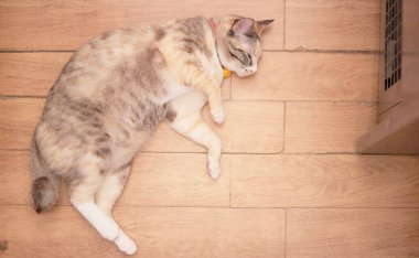 Tekir kedi yerde yatıyordu.