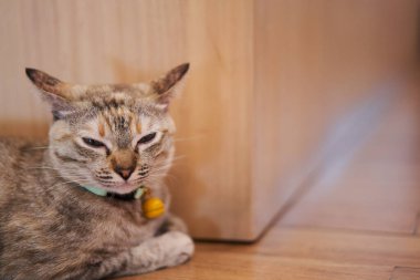 Tekir kedi uykulu bir şekilde yere otur.