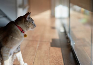 Tekir kedi yere otur ve bir şeye bak. 