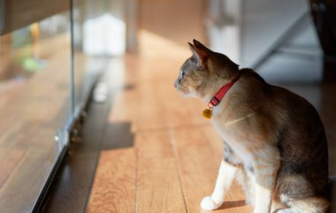 Tekir kedi yere otur ve bir şeye bak. 