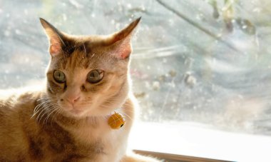 Tekir kedi yerde yatıyor. Bir şeye bakıyor.