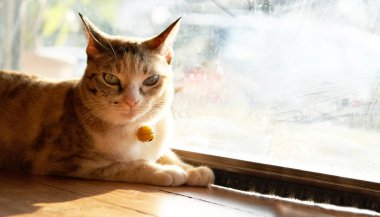 Tekir kedi güneşli yerde yatıyor