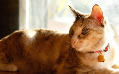 Tekir kedi güneşli yerde yatıyor