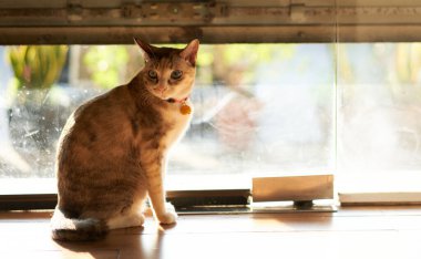 Tekir kedi yerde oturuyor.