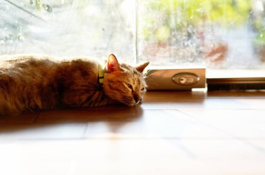 Tekir kedi güneşle yerde uyur.