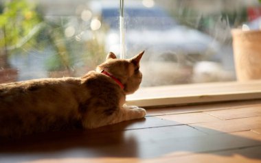 Tekir kedi yerde yatıyor.