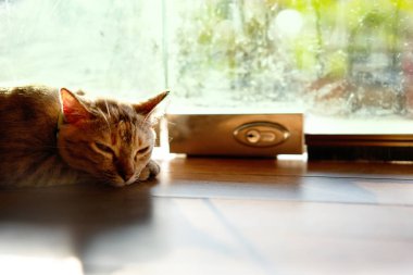 Tekir kedi güneşle yerde uyur.