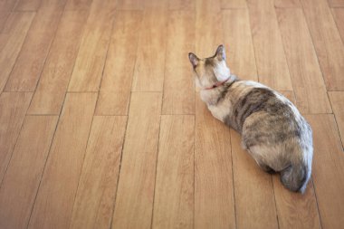 tabby arka zemin üst görünümde