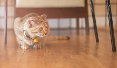 Tekir kedi sandalyenin altına otur.