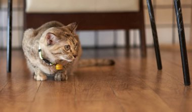 Tekir kedi sandalyenin altına otur.