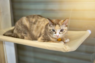         kedi seviye tahtasında                       