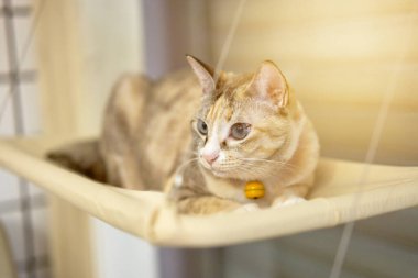         kedi seviye tahtasında                       