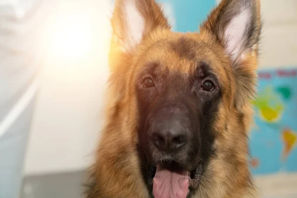 German Shepherd Headshot Portrait Home Background — Photo