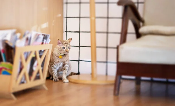 Cat Sit Corner Room — стоковое фото