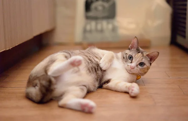 Tabby Cat Lying Look Camera — Stock Photo, Image
