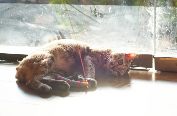 Tekir kedi yerde oyuncakla oynuyor.