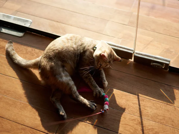 Tekir kedi oyuncağı top view ile oynuyor