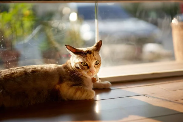 Tabby Katt Vid Dörren Titta Något — Stockfoto