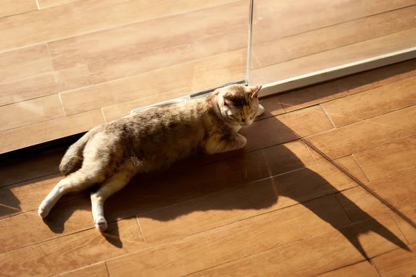 Güneş tepede tekir kedisi yatıyor