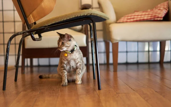 Tekir kedi sandalyenin altına otur.