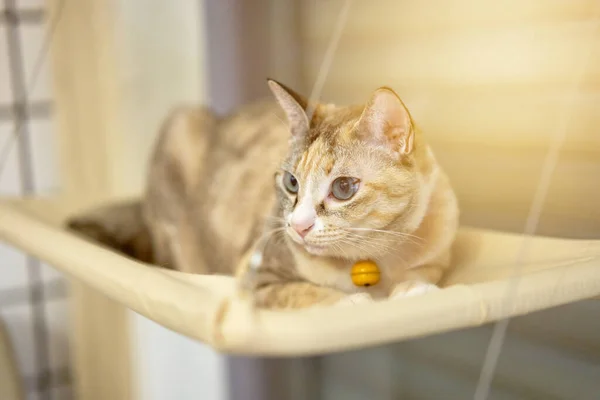 cat on level board