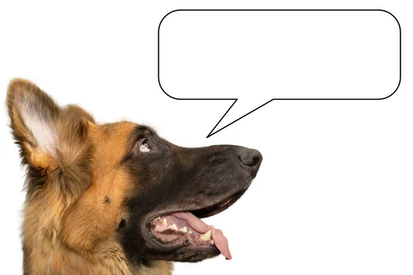 Σκύλος Σκέφτονται Callout Ομιλία — Φωτογραφία Αρχείου