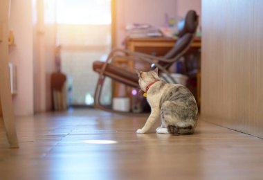 Kedi oturma odasında yerde oturuyor.