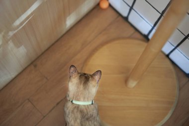 Kedi, oyuncağa bak.