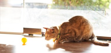 Tekir kedi uzanmış, başka tarafa bakıyor.