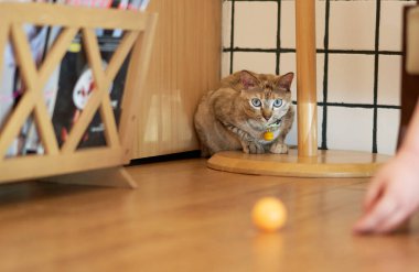 Tekir kedi uzanmış, başka tarafa bakıyor.