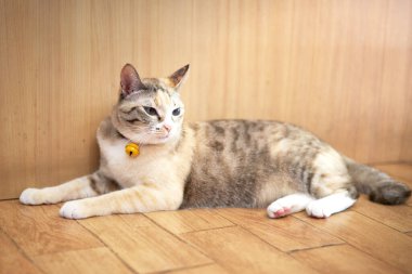 Tekir kedi uzanmış, başka tarafa bakıyor.