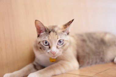 Tekir kedi yerde uyuyor. Kameraya bak.