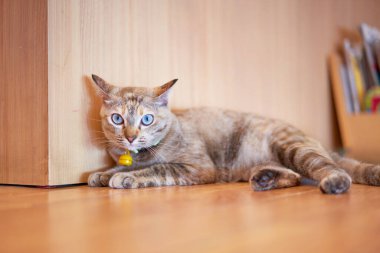 Tekir kedi yerde uyuyor. Kameraya bak.