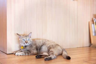 Tekir kedi uzanmış, başka tarafa bakıyor.