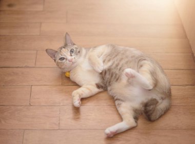 Tekir kedi uzanıyor. Kameraya bak.