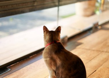 Tekir kedi yere otur ve bir şeye bak. 