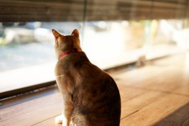 Tekir kedi yere otur ve bir şeye bak. 