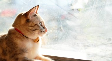 Tekir kedi yerde yatıyor. Dışarı bak.