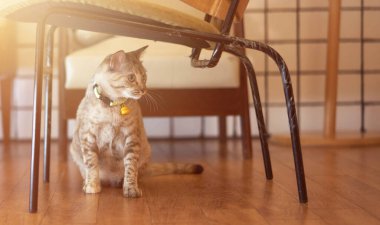 Tekir kedi sandalyenin altına otur.