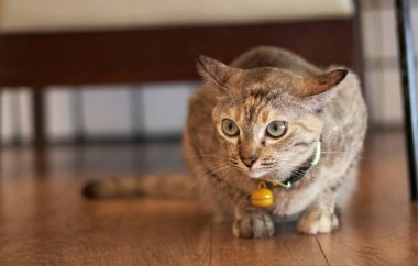 Tekir kedi sandalyenin altına otur.