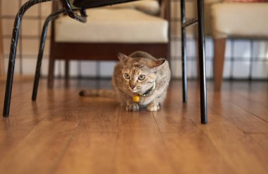 Tekir kedi sandalyenin altına otur.